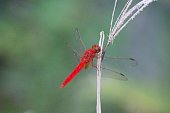 libelle.jpg?b=1&s=170x170&k=20&c=m3WS6mRCDAGj_m4JDyRP55eyGfWrTs26_WouB1qOlck=