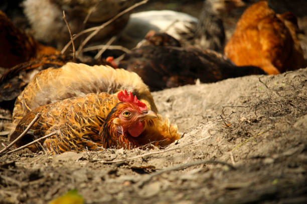 The brown chicken is rolling on the ground\