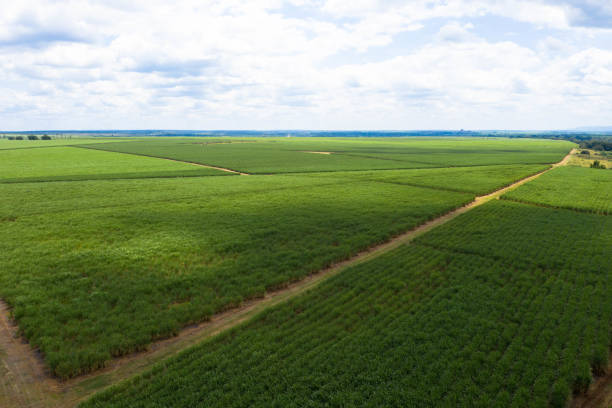 istock Drone photography, Sugar Cane farm. Sugar cane fields view from the sky 1369538162