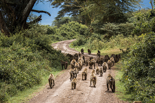 Troop of baboons moving in the road at Lerai Forest, in Ngorongoro Conservational Area