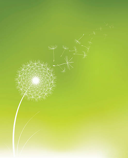 ilustrações, clipart, desenhos animados e ícones de semente de dente-de-leão - dandelion single flower flower white