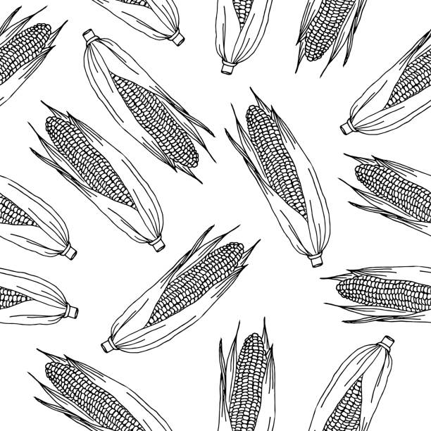 ilustrações, clipart, desenhos animados e ícones de milho no padrão da espiga em um fundo branco. o padrão vetorial pode ser usado para embalagens, têxteis, livros de colorir e capas de caderno. - corn corn crop corn on the cob food