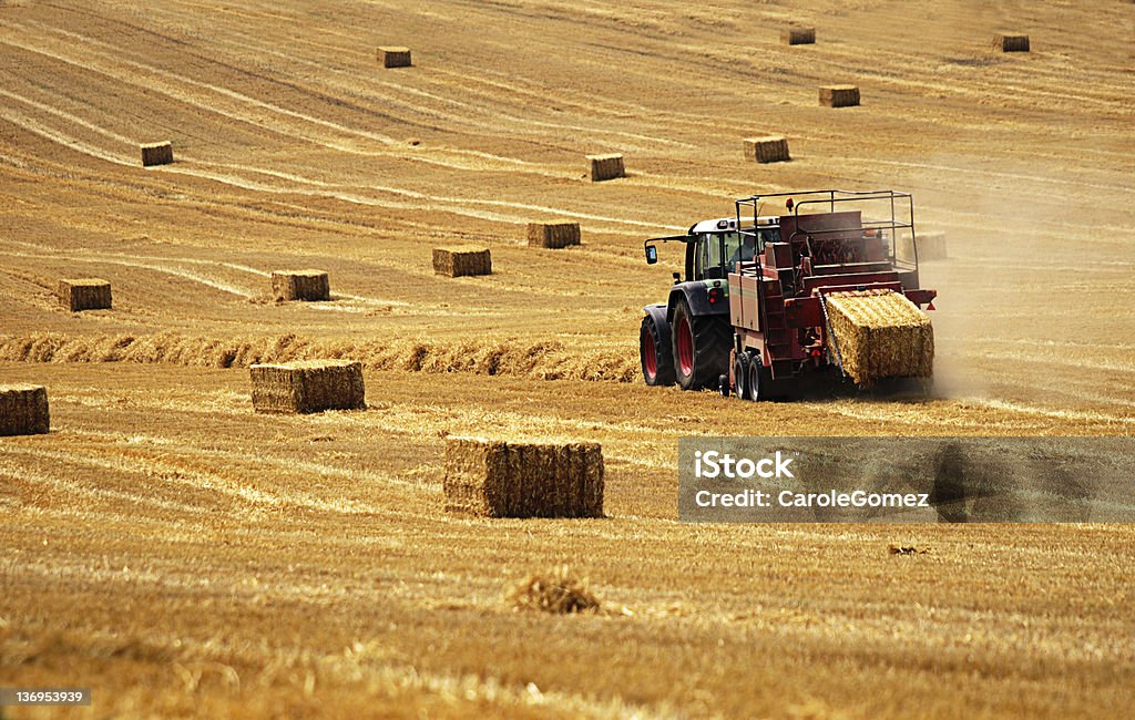 Golden Harvest - Foto de stock de Agricultura royalty-free