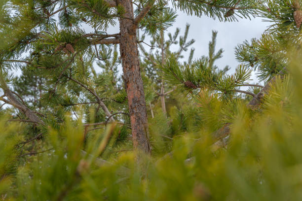 istock Close up shot of a pine tree with sky background 1369540108