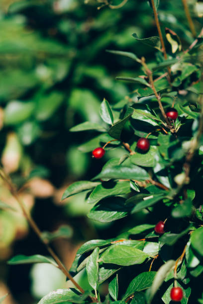 istock Bush of red honeysuckle on a sunny day 1369540145