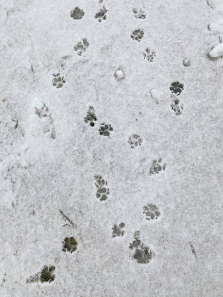istock Dog footprints in the snow 1369540302