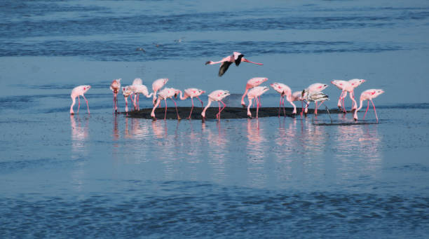 istock Flamingos at Sewri, Mumbai 1369540340