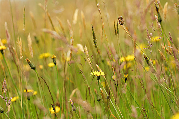 verano de flores silvestres meadow - sweet grass fotografías e imágenes de stock