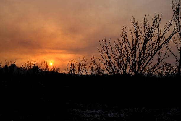 istock A burnt forest and olive trees in Greece 1369541503