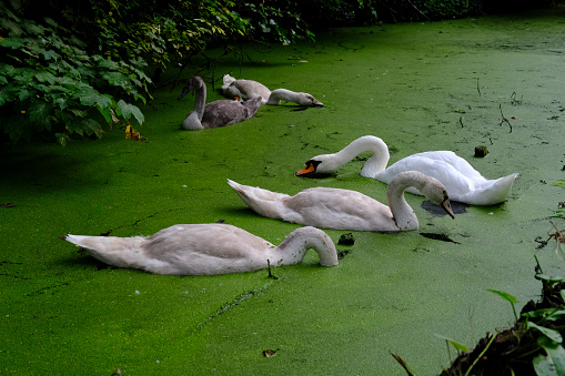 A family of swans swim in artificial lake in Rotterdam, Netherlands
