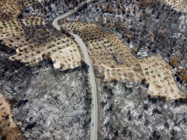 istock Aerial view of burnt trees and blackened tree trunks 1369543132