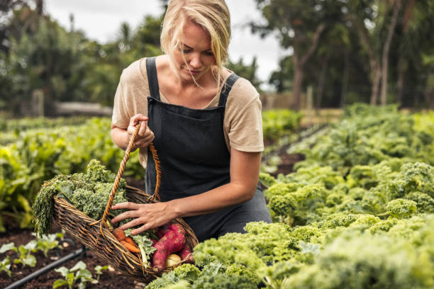 istock Gathering fresh kale in harvest season 1369543489