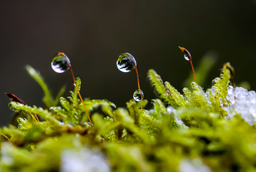 Close-up of water drop falling from tip of green leaf.