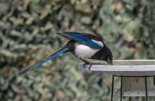 Magpie drinking from bird bath.