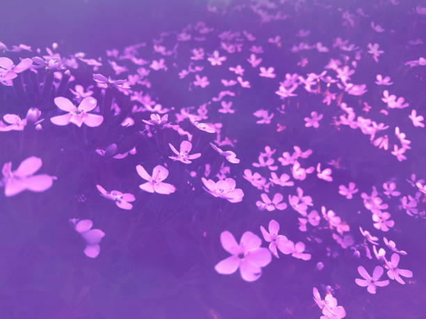 Nice purple dark picture nature with small wild flowers styled and creative for web, wallpaper