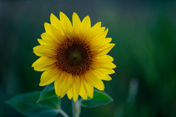 istock Dusk in The Field 1369544780