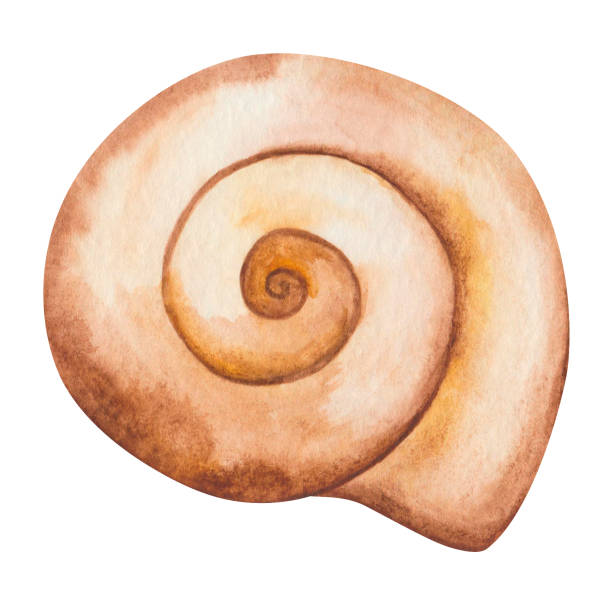 illustrations, cliparts, dessins animés et icônes de illustration à l’aquarelle de coquillage rond en spirale peint à la main de couleur beige marron. animal océanique isolé. vie marine. élément de plage d’images clipart marines - sea snail