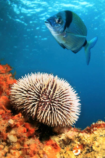 ouriço comum, parque regional cabo cope puntas del calnegre, espanha - green sea urchin fotos - fotografias e filmes do acervo