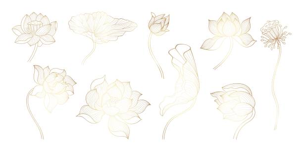 lotus der goldenen linie. goldene skizze blühende blumen, einzigartige blumen design. schöne dekorative kunst lotusblumen, chinesische oder indische luxussymbole, nowaday vektor-set - lotus seerose stock-grafiken, -clipart, -cartoons und -symbole