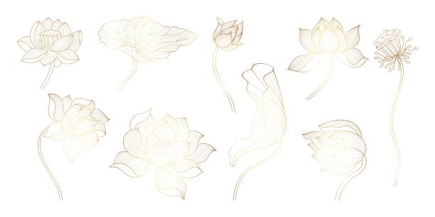 illustrations, cliparts, dessins animés et icônes de ligne dorée lotus. fleurs de fleurs à croquis d’or, conception de fleurs unique. beaux lotus d’art décoratif, symboles de luxe chinois ou indiens, aujourd’hui ensemble vectoriel - lotus leaf