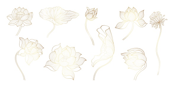Golden line lotus. Gold sketch bloom flowers, unique flowers design. Beautiful decorative art lotuses, chinese or indian luxury symbols, nowaday vector set