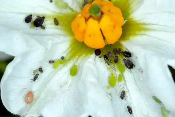 Photo of Colony of green potato aphids and  black bean aphids, Aphis fabae on potato flower.