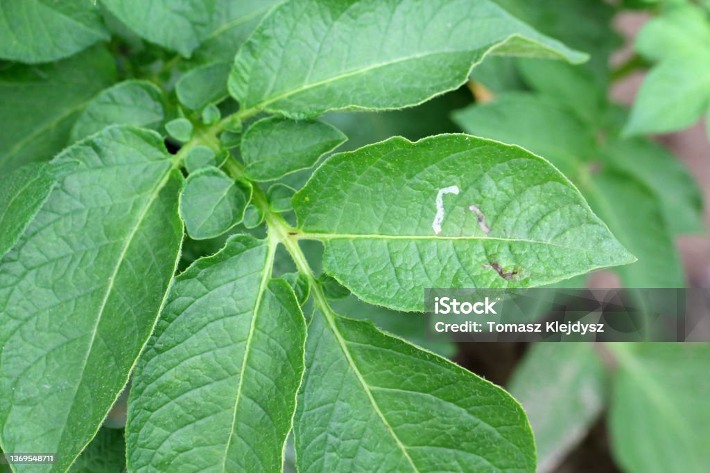 Potato leaves damaged by leaf miner a major pest of potato field. The most distinctive symptoms of damage are the blotch-shaped mines in the leaves. Leaf Stock Photo
