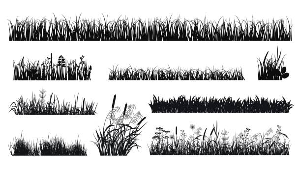 illustrations, cliparts, dessins animés et icônes de silhouettes d’herbe. silhouette de prairie, bords de pelouse ou plantes. éléments de jardin botanique isolés noirs avec des fleurs, des herbes et des roseaux, ensemble vectoriel exact - grass prairie silhouette meadow