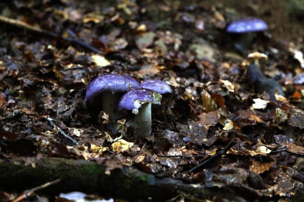 istock Mushrooms in Spain - cortinarius 1369548856