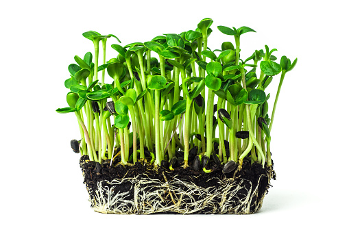 Fresh sunflower microgreen sprouts growing from the soil isolated on white background. Young sunflower shoots close up. Home grown micro green.