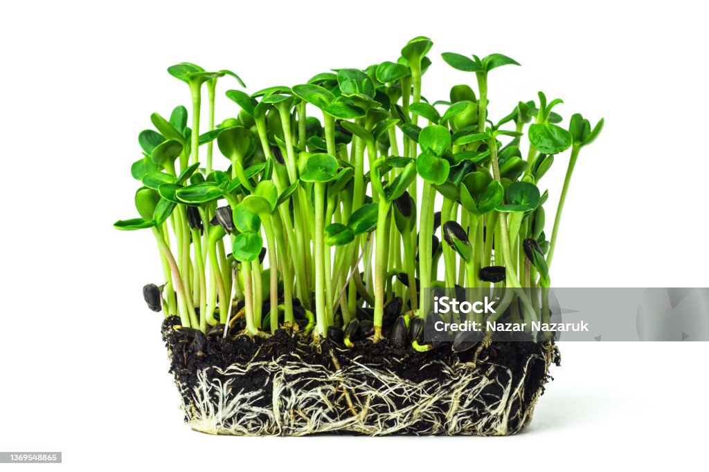 Fresh sunflower microgreen sprouts growing from the soil isolated on white background. Young sunflower shoots close up. Home grown micro green. Microgreen Stock Photo