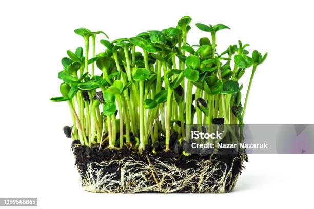 Fresh Sunflower Microgreen Sprouts Growing From The Soil Isolated On White Background Young Sunflower Shoots Close Up Home Grown Micro Green Stock Photo - Download Image Now