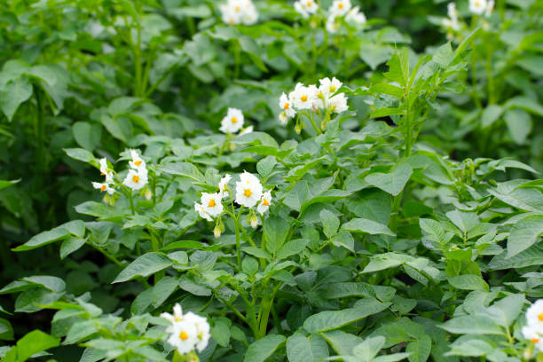 Blossoming of potato fields, potatoes plants with white flowers growing on farmers fiels Blossoming of potato fields, potatoes plants with white flowers growing on farmers fiels fiels stock pictures, royalty-free photos & images