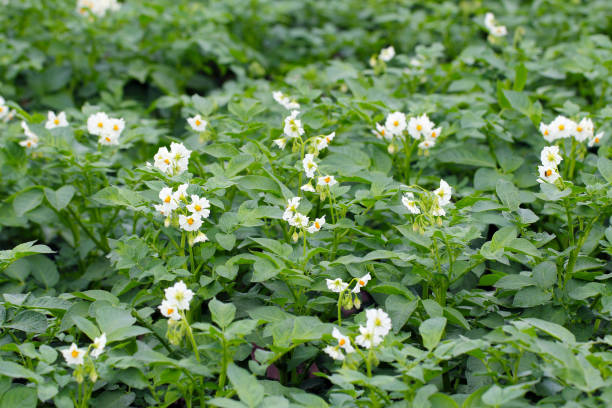 Blossoming of potato fields, potatoes plants with white flowers growing on farmers fiels Blossoming of potato fields, potatoes plants with white flowers growing on farmers fiels fiels stock pictures, royalty-free photos & images