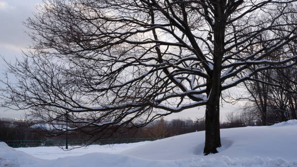 istock Moscow, Russia - January 27, 2022. Bare trees in a winter park covered with snow. 1369549038