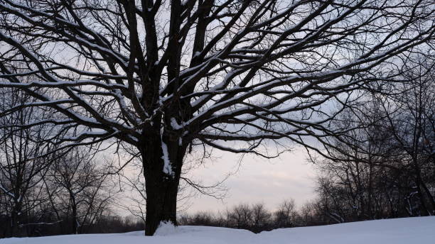 istock Moscow, Russia - January 27, 2022. Bare trees in a winter park covered with snow. 1369549051
