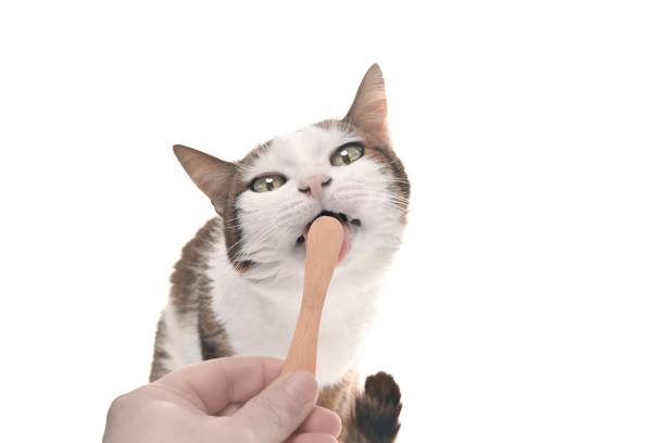 Wooden spoon with a handle in the form of a cat, isolated on a white background. The view from the top