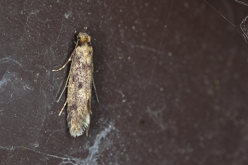 Common clothes moth, webbing clothes moth, or simply clothing moth. It is a pest of clothing in homes.