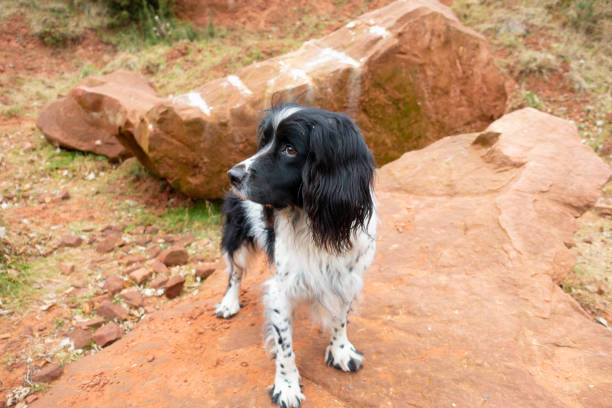 istock Beautiful black and white spaniel stands looking into distance from her vantage point on top of a red sandstone rock in a quarry in rural Shropshire UK 1369551696