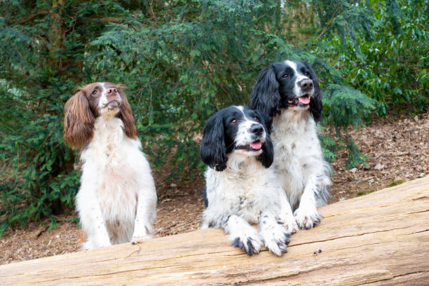 istock Three pretty spaniel dogs looking over fallen tree whilst out for  a walk in the English countryside on a spring day, all friends and all happy. 1369551697