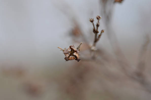 istock Shrubby Cinquefoil 1369552026
