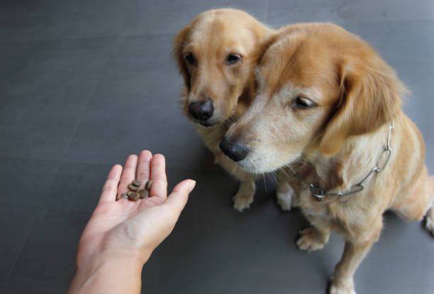 dos golden retriever esperando sus golosinas - perro adiestrado fotografías e imágenes de stock