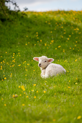Spring Lambs and Sheep in green grassy meadow