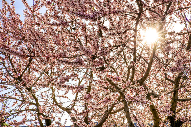 Almond tree Flowers in bloom under blue sky in Guadalest, Alicante, Spain