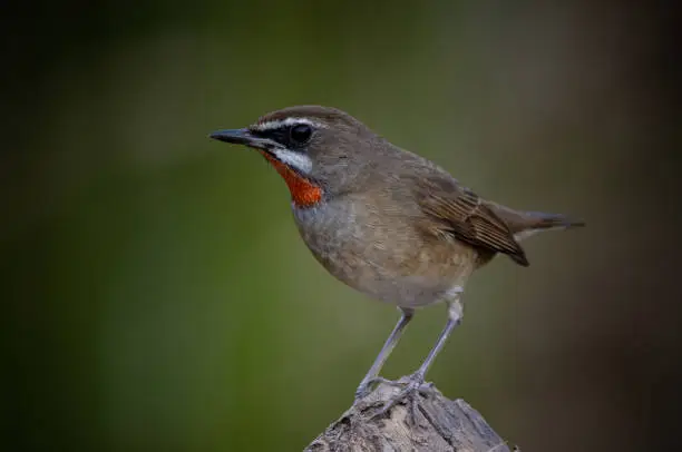 Siberian Rubythroat close up shot of bird.