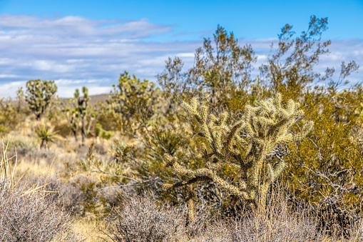 Picture of Yoshua Tree National Park with cactus trees in California during the day in winter time