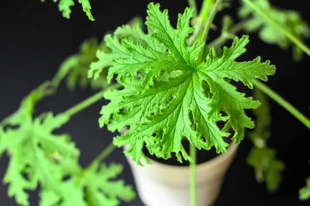 Citronella Geranium (Scent Geranium, Pelargonium) leaves close-up. A plant in a pot, a photo indoors.