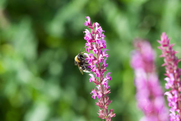 istock A busy bee collecting pollen from this Salvia plant. 1369557996