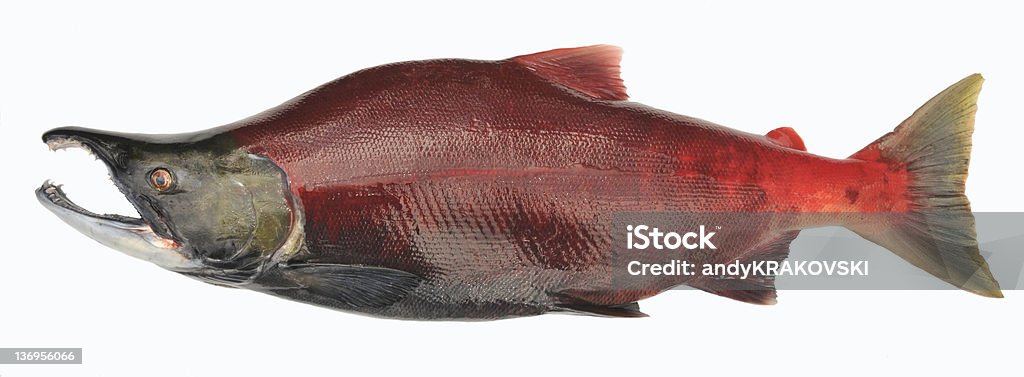 Salmão, Oncorhynchus nerka, Alasca - Royalty-free Salmão vermelho Foto de stock