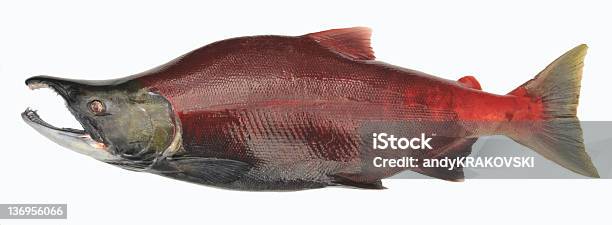 Salmão Oncorhynchus Nerka Alasca - Fotografias de stock e mais imagens de Salmão vermelho - Salmão vermelho, Figura para recortar, Salmão - Animal